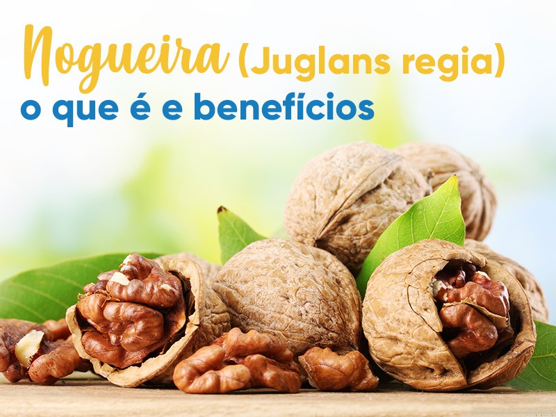 Nogueira (Juglans regia): o que  e benefcios